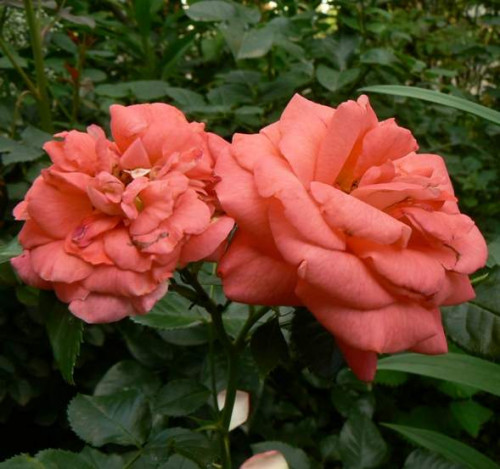 P1200150