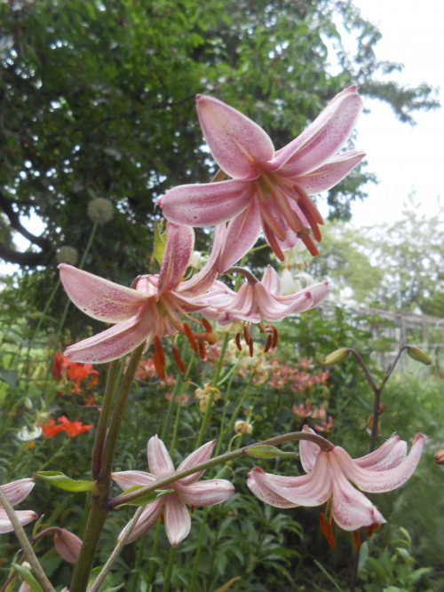 Pink Morning 2