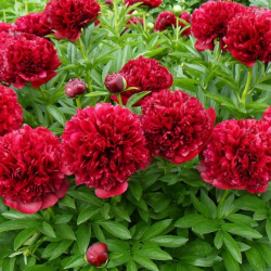 paeonia_eliza_lundy_30d4266860aeaeec1.png