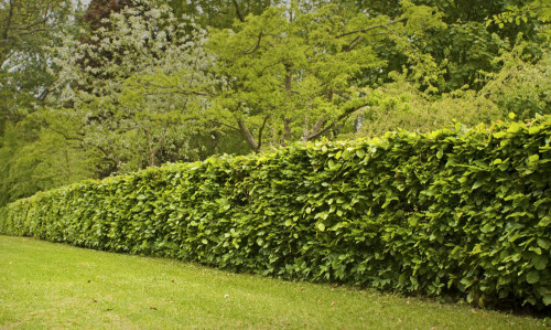 Instant hedge