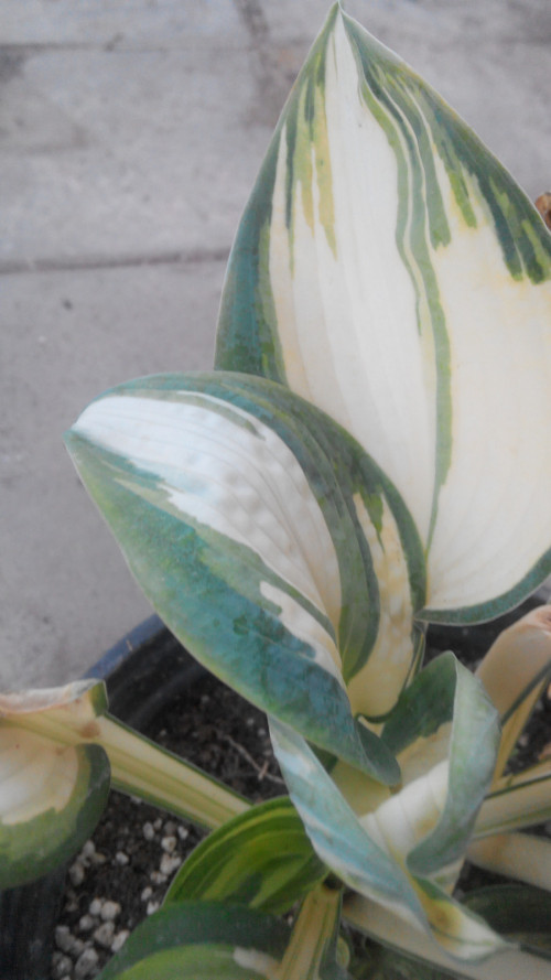 201107130925200ed5bdfa4c980b85.jpg