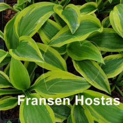 Fransen-Hostas-22f861aa068cc480b582685c157818da2.jpg