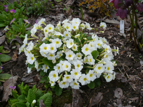 P1410321 03.05.19 Primula vulgaris Carrigdale