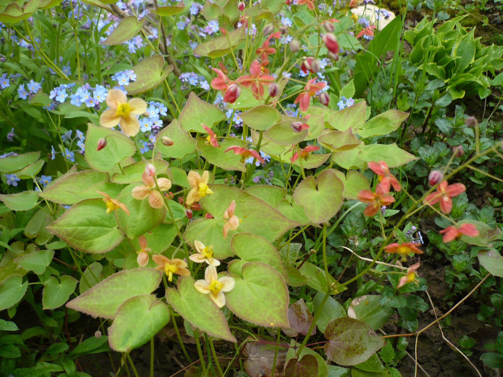 Горянка варлийская оранж Кенигин Epimedium warleyense Orange Konigin