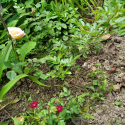 IMG_20200816_1235434842612e37d7e245