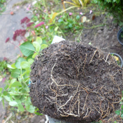 P1420009ef31b1b9afa50fef