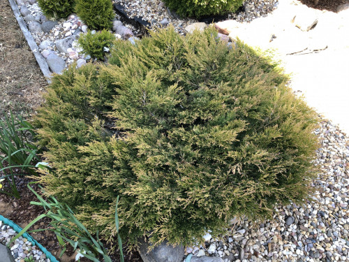 Juniperus horizontalis Lime Glow 22 1 — копия