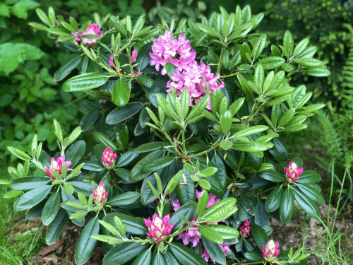 Rhododendron Haaga 22