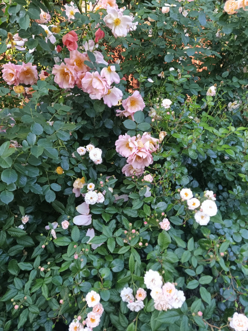 IMG 20220705 061802 171
