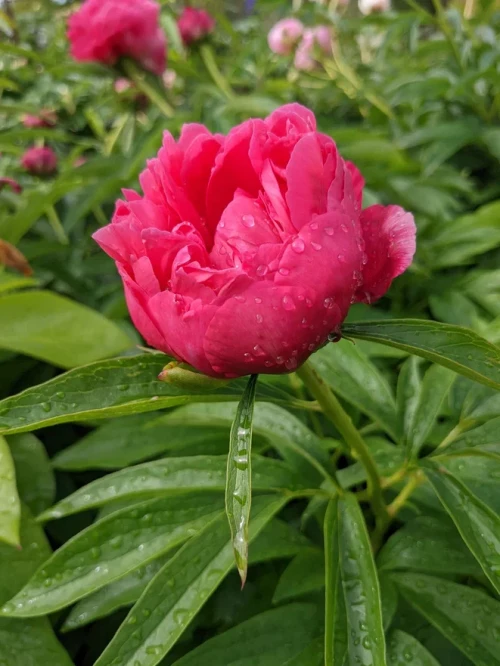 2022-06-21-08-51-51e2ab6f29d97e8150.webp