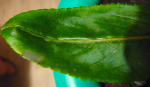 Изогнувшийся лист с пятном 5-го бальзамина (живого) (сфотографирован 10.08.2022)