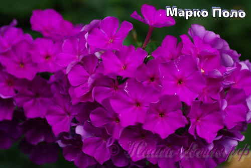 MARKO-POLO_678668a417049f3b.jpg