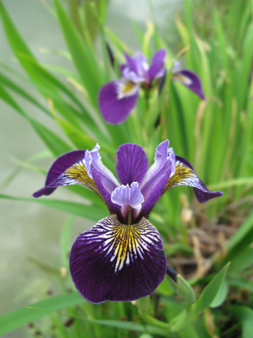 Iris pseudoacorus 'Holden Child'