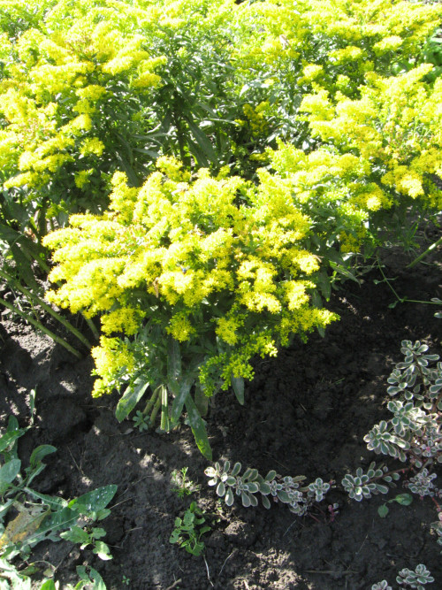 SOLIDAGO5d93fba15d7f4ee7.jpg