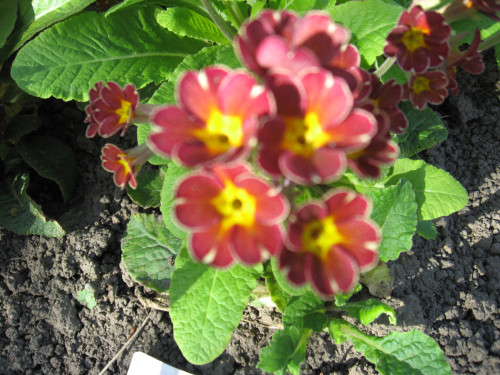 PRIM-19f2be68f3d27513d8.jpg