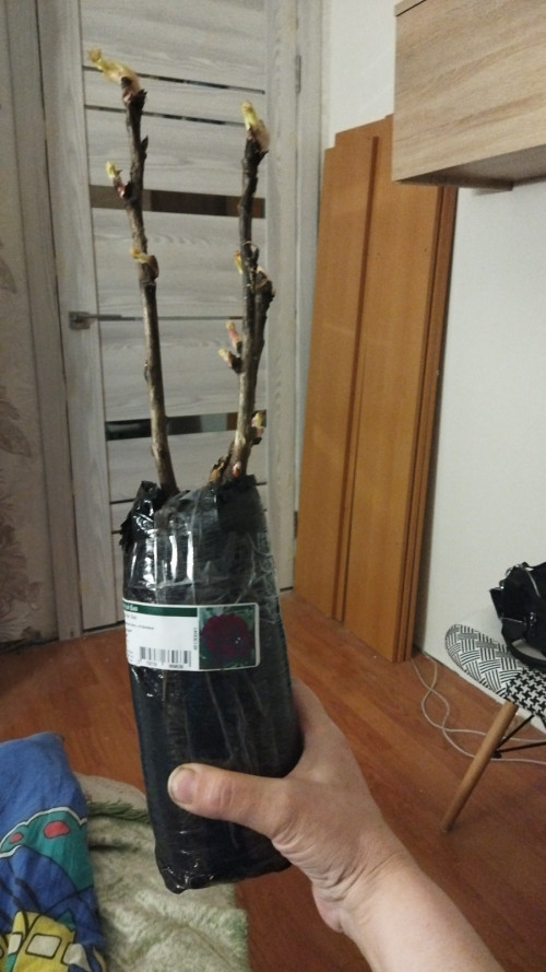 IMG-20230325-WA0034256f442bab23de39.jpg