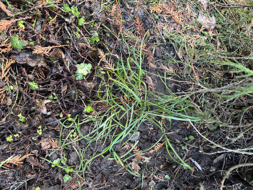 9.04 мышиный гиацинт из зимы вышел с ботвой зеленой