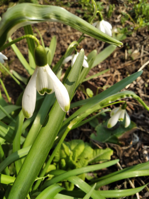 IMG_20230409_114600 Galanthus nivalis viridapice