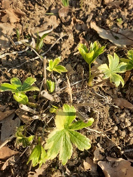 ASTRANTIY-3.1cdff246f8d20f305.jpg