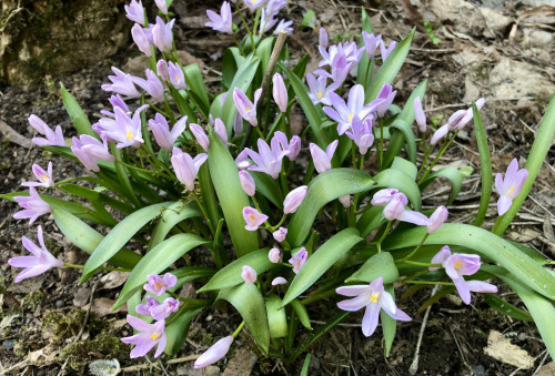 Chionodoxa forbesii Rosea