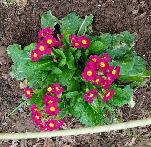 primula-1-5fd4a1f362a0f821f.jpg