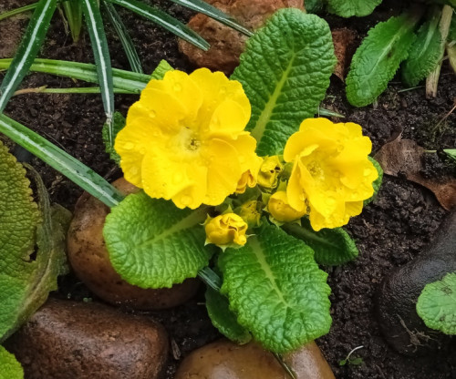 yellowish-primula035d395a57fdf4fe.jpg