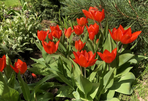 Tulipa praestans Fusilier