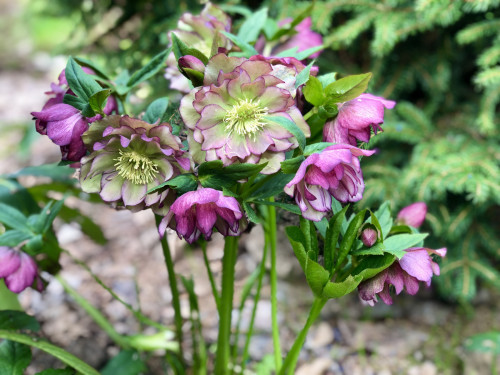 Helleborus Double Ellen® Picotee