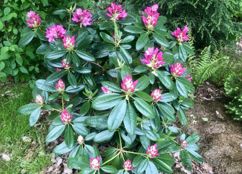 Rhododendron Haaga 23
