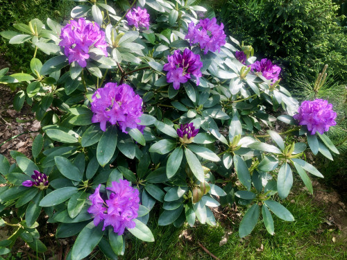 Rhododendron Catawbiense Grandiflorum 2023