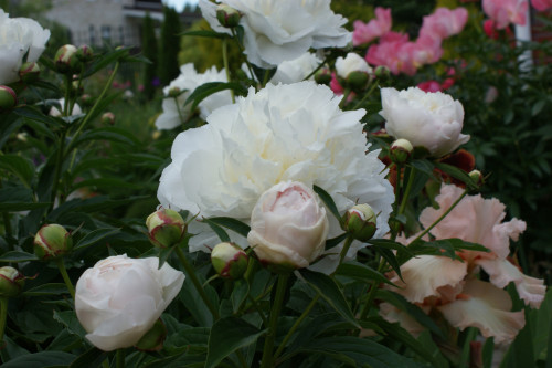 SONY DSC