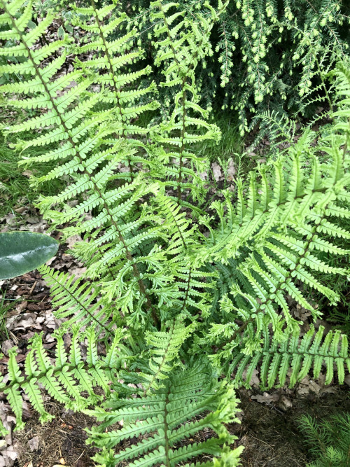 Dryopteris affinis Cristata The King  (2023 г)