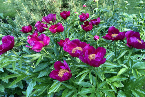 Paeonia officinalis Anemoniflora?