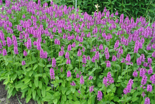 Stachys-monieri-Hummelo-2-1024x6868fadfd96503c94b1.jpg