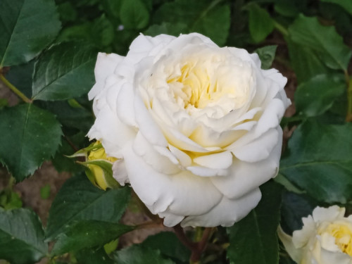 White rose 18 6