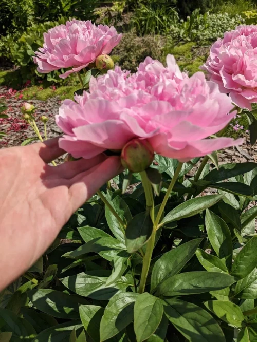 2023-06-19-10-01-0797d39e255a0759fa.webp