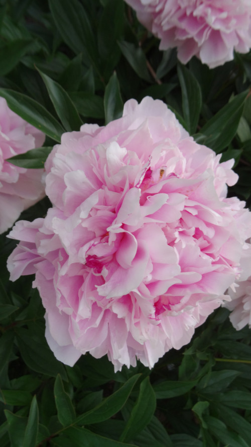 PION-Sarah-Bernhardt-4911e0569188af755.jpg