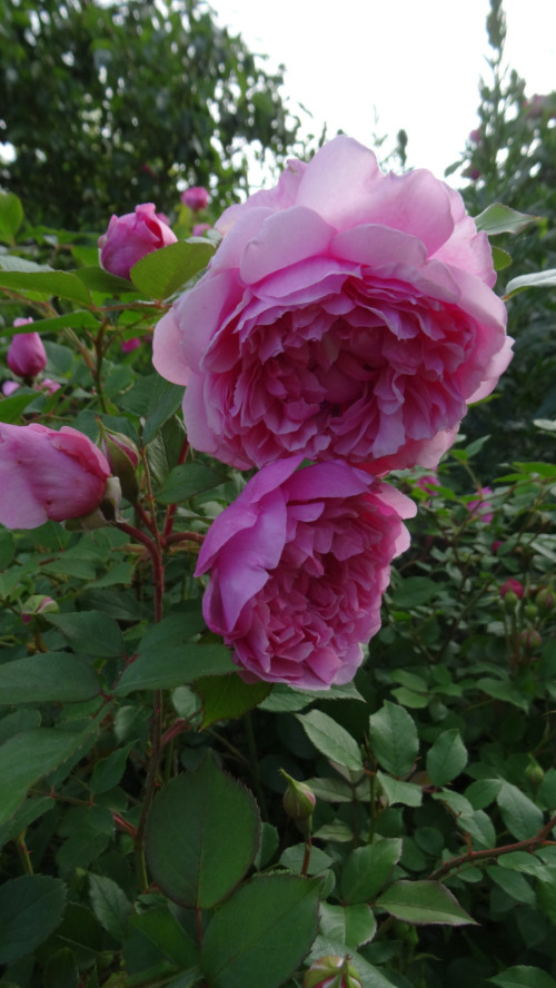 Sister Elizabeth (1)