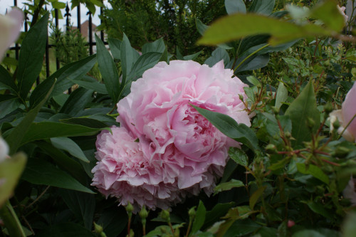 SONY DSC