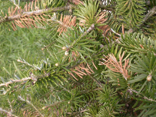 pozh_pihta_1-1024x76871443c6b58944344.jpg