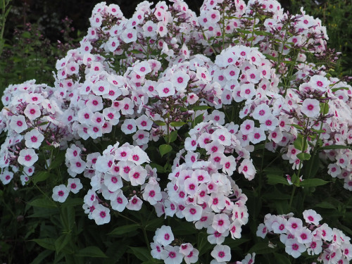 P7110236