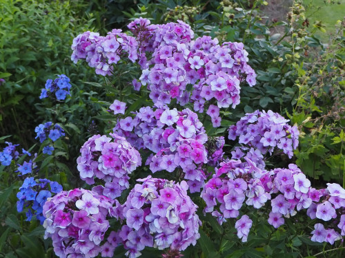 P7110288