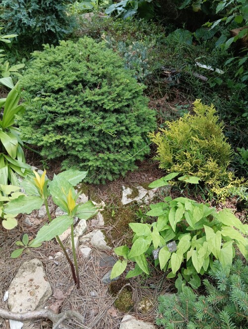diphyllum-alba-23-6-25effd77f3cbe4a905.jpg