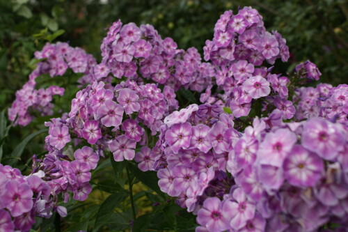 DSC0696620e45fe04cde82d9.jpg