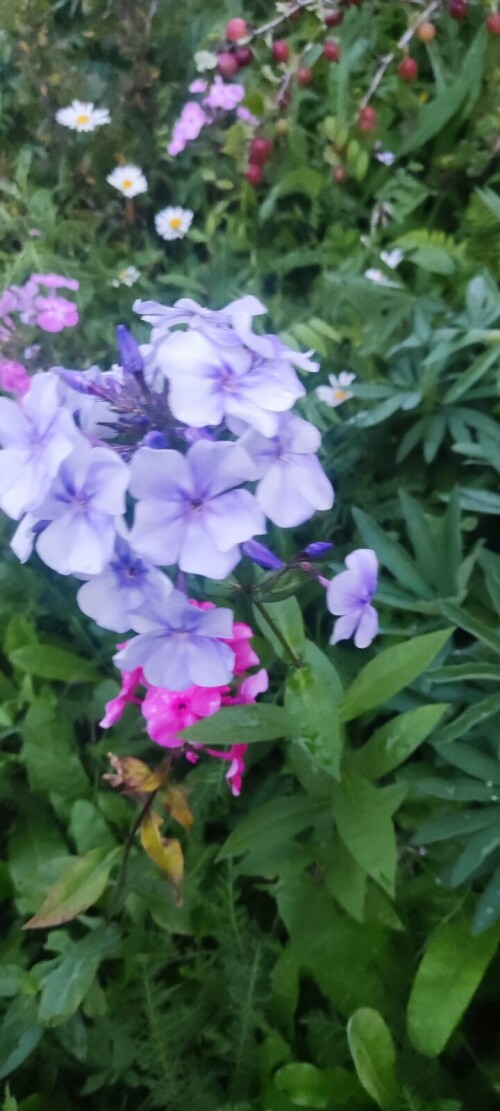 IMG 20230805 210620
