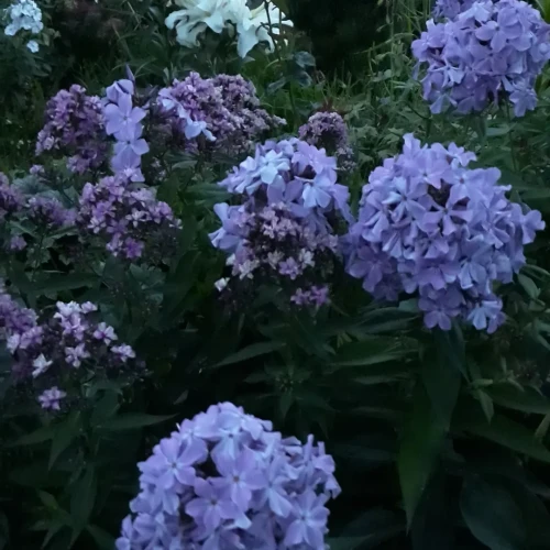 IMG 20230812 131707 665