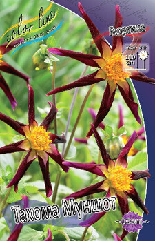 Dahlia20Tahoma20Moonshot3f56c467d2c2b690.jpg